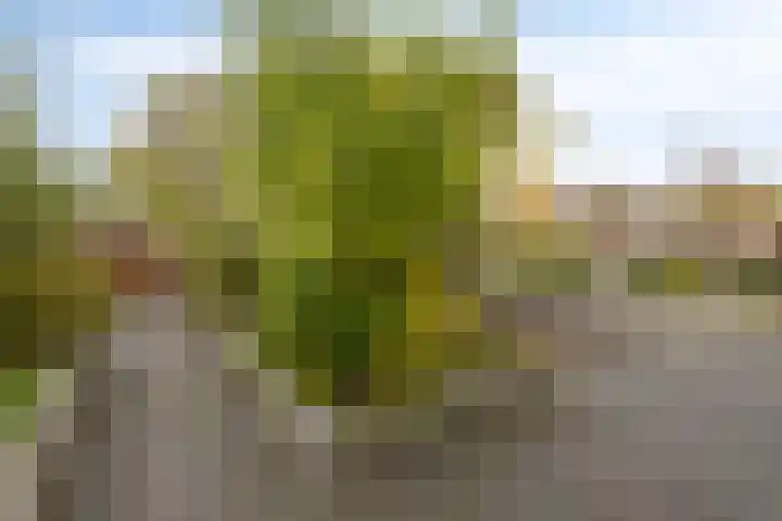 Eikenlaan 30 Sint Philipsland thumbnail 39