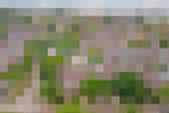 Eikenlaan 32 's-Gravenzande thumbnail 30