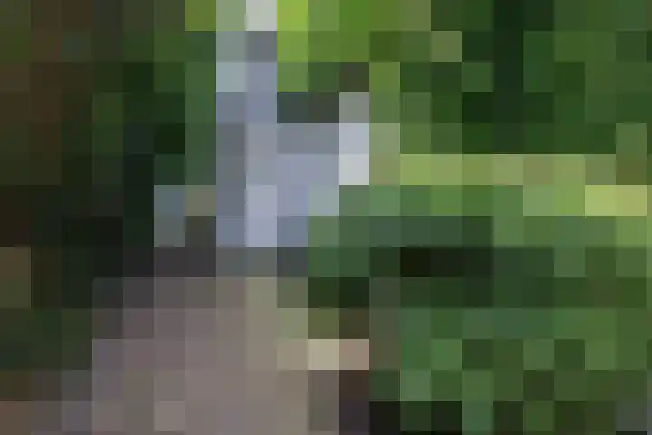 Eikenlaan 4 A Bussum thumbnail 33