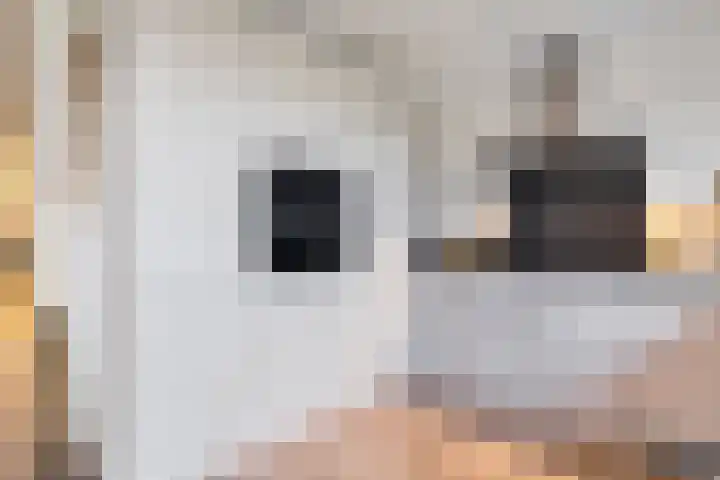 Eikenlaan 4 Nieuwleusen thumbnail 12