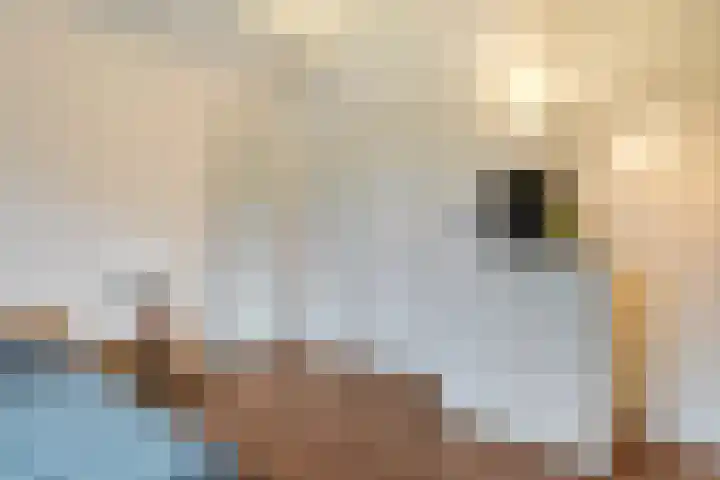 Eikenlaan 4 Nieuwleusen thumbnail 36