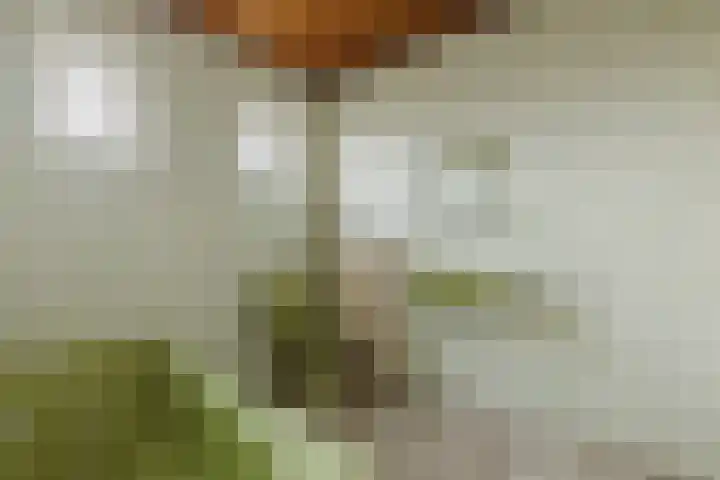Eikenlaan 42 Zundert thumbnail 24