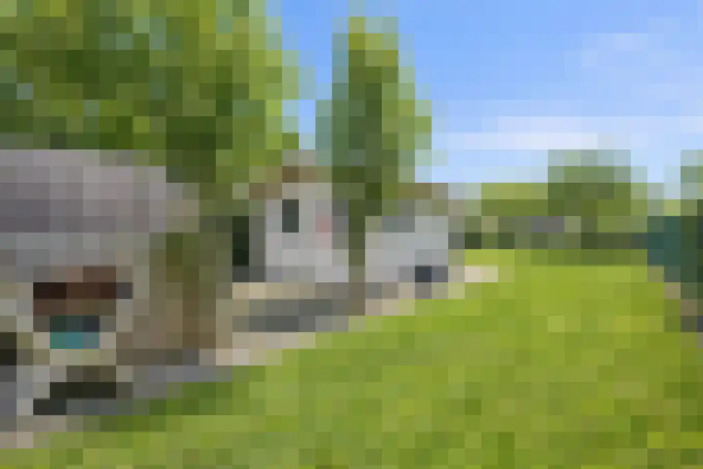 Eikenlaan 75 Koewacht thumbnail 28