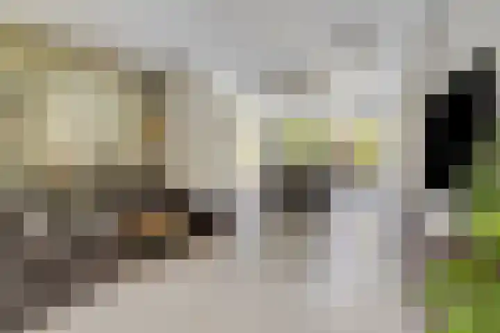Eikstraat 15 Breda thumbnail 9