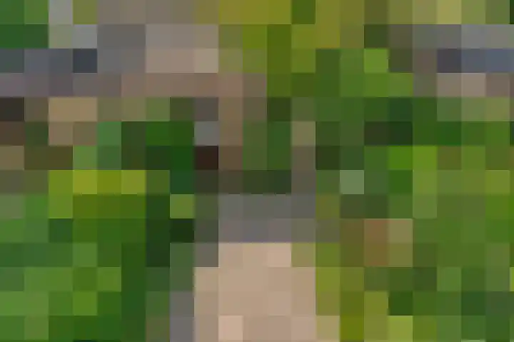 Eilandenweg 46 Capelle aan den IJssel thumbnail 20