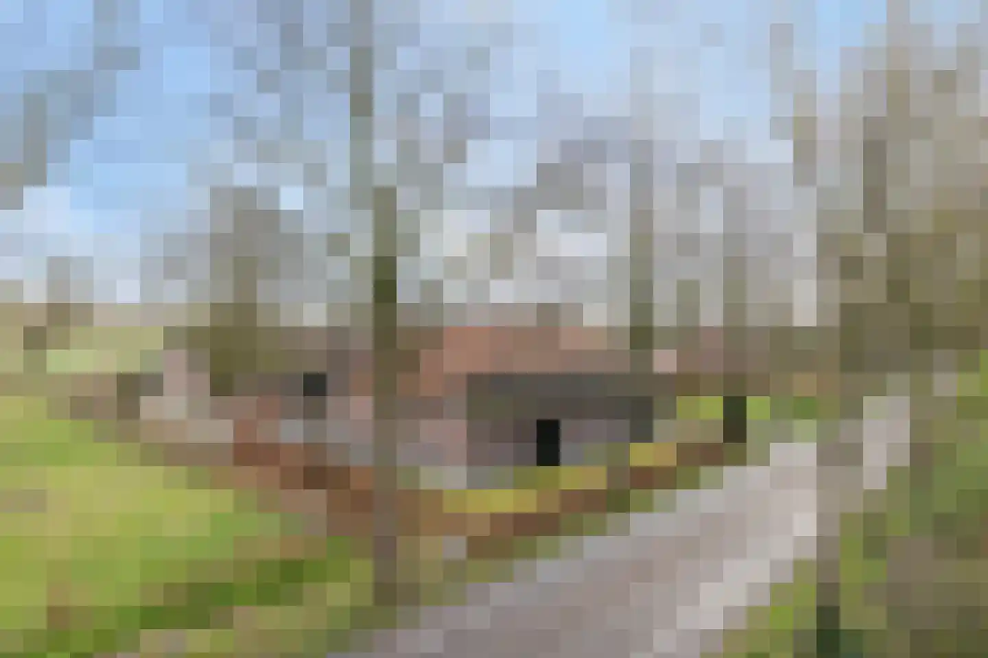 Eind 2 Son en Breugel thumbnail 67