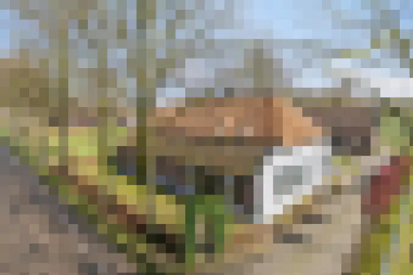 Eind 2 Son en Breugel thumbnail 87