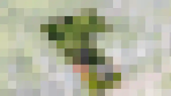 Eind 6 Haaren thumbnail 4