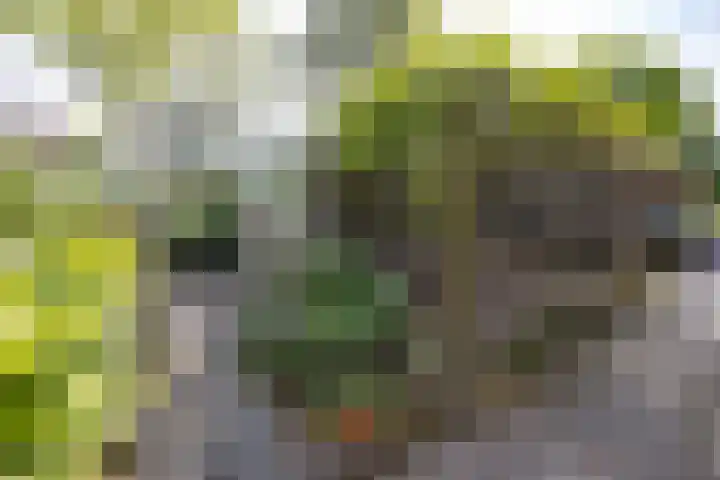 Eind 6 Haaren thumbnail 40