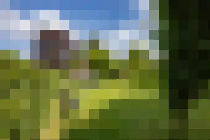Eind 6 Haaren thumbnail 45