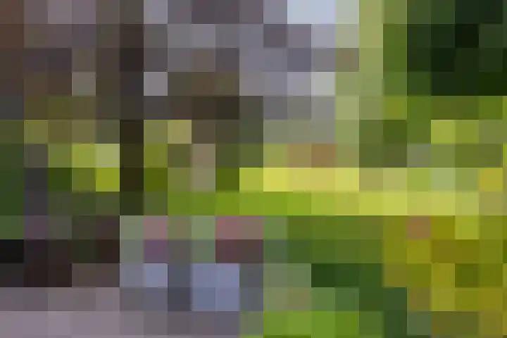 Eind 6 Haaren thumbnail 5