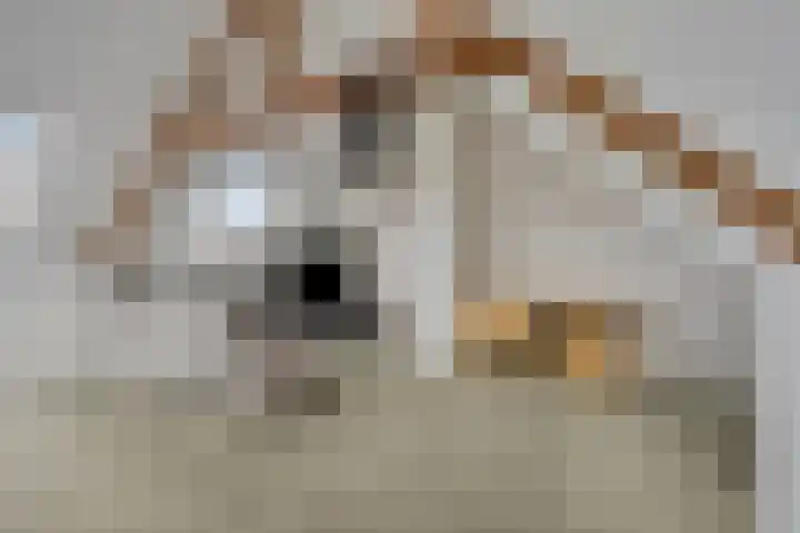 Eindhovenseweg 122 Valkenswaard thumbnail 31