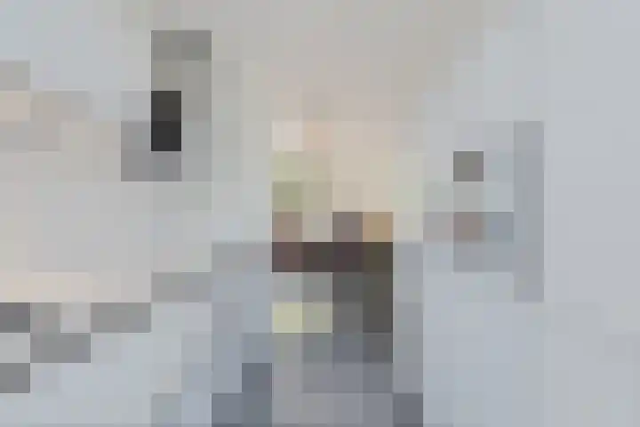 Einthovenpad 83 Rotterdam thumbnail 20