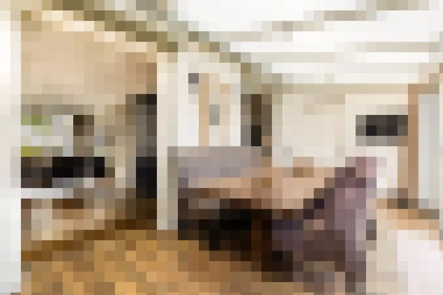 Eisenhowerstraat 7 Oss thumbnail 10