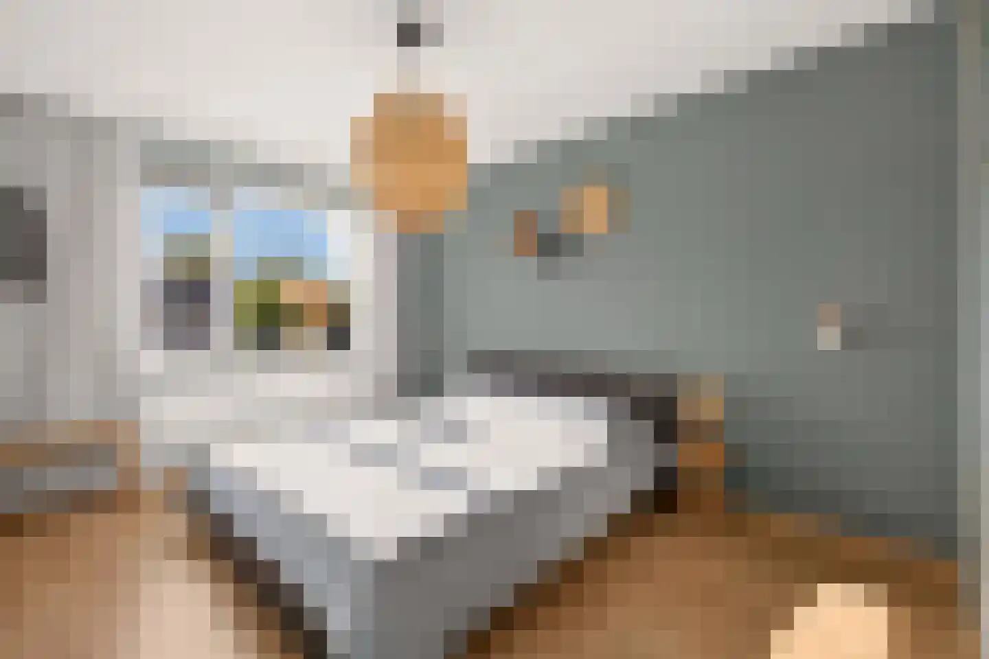 Ekster 31 Raalte thumbnail 17