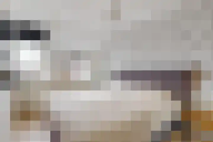 Ekster 4 Hoorn thumbnail 25