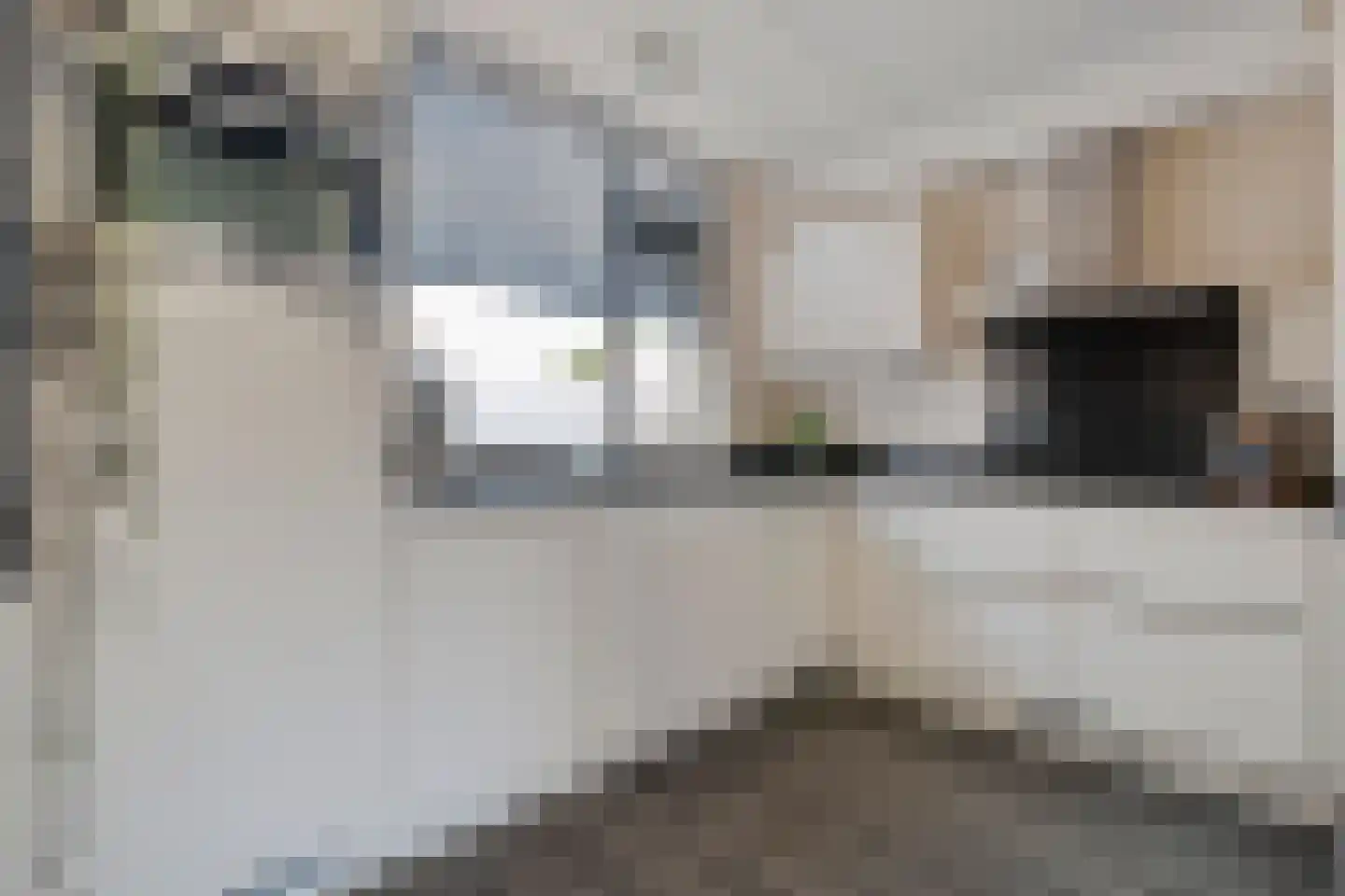 Ekster 46 Raalte thumbnail 13