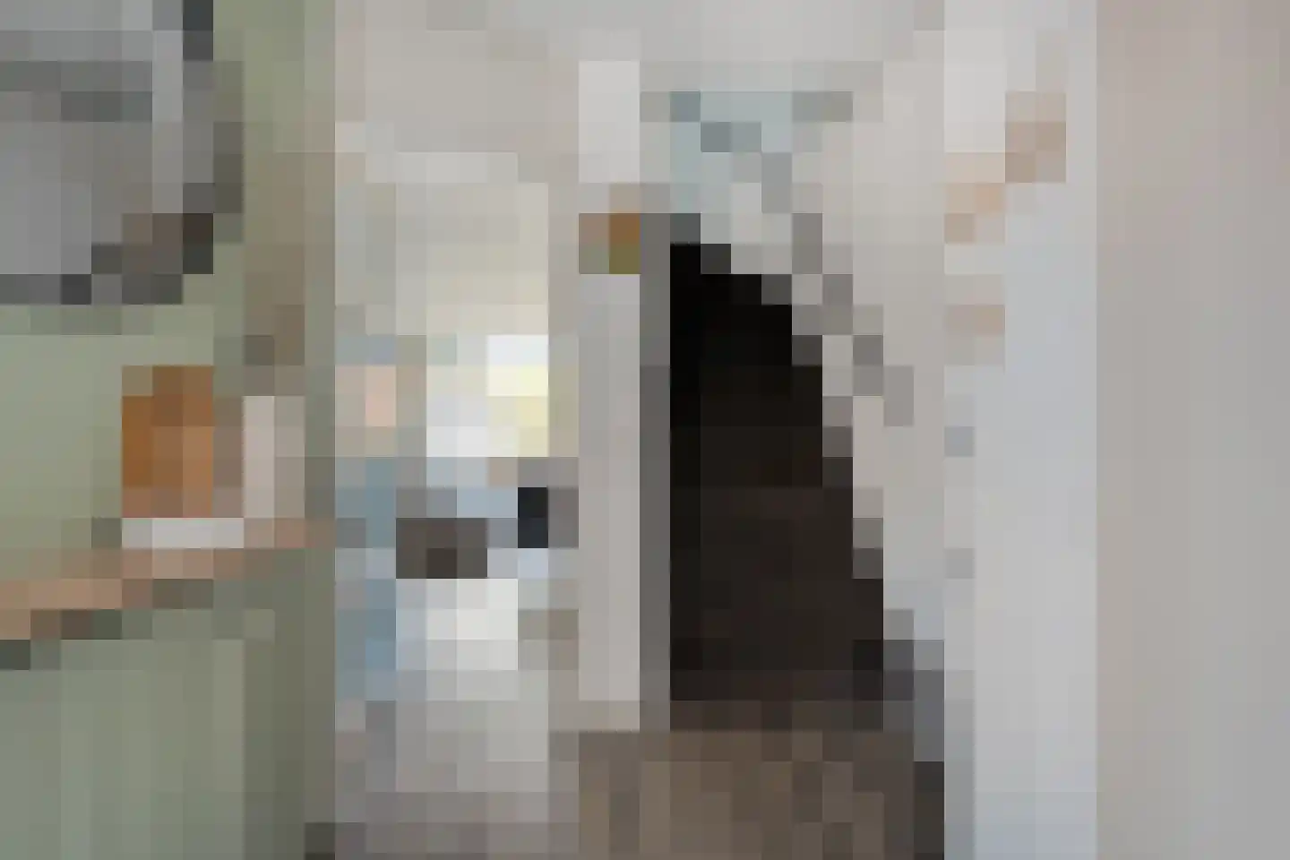 Ekster 46 Raalte thumbnail 16