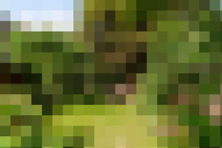 Ekster 5 Sprang-Capelle thumbnail 36