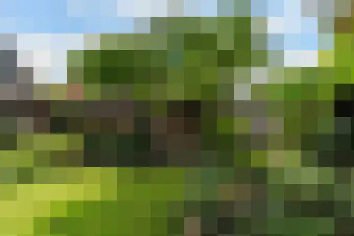 Ekster 5 Sprang-Capelle thumbnail 37