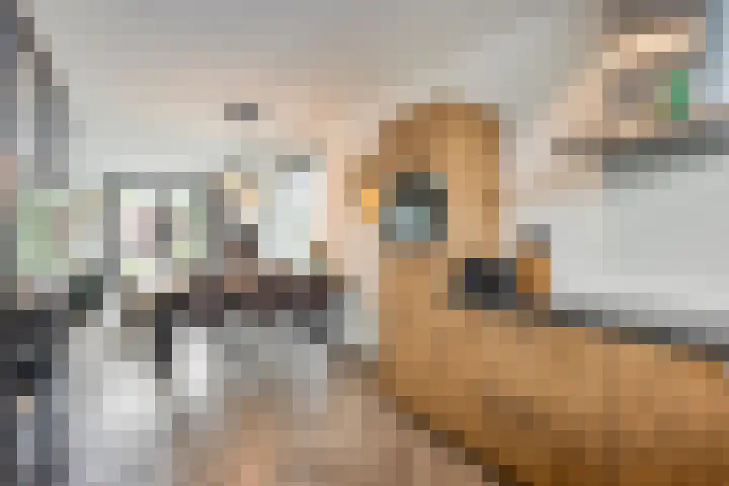 Ekstershoef 22 Schaijk thumbnail 15