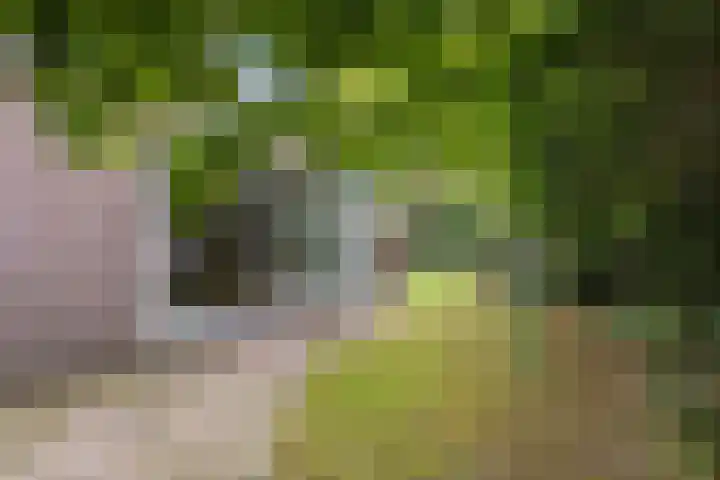 Eland 35 Huizen thumbnail 24