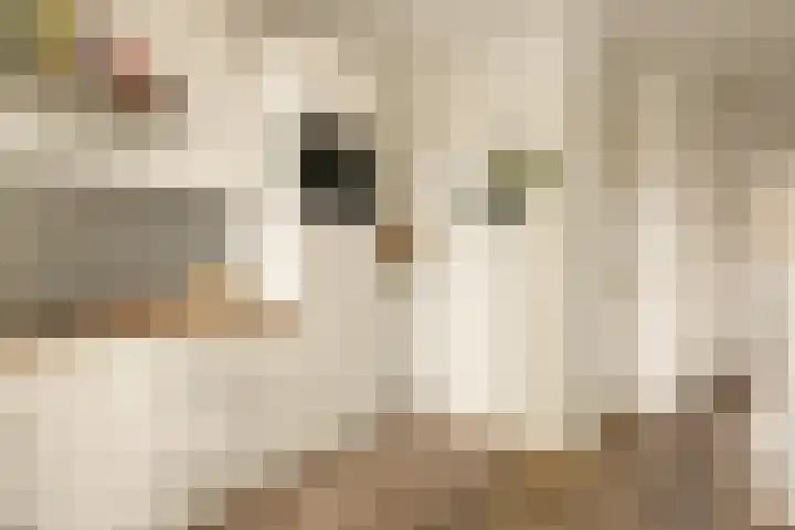 Elandsgracht 97 1 Amsterdam thumbnail 10