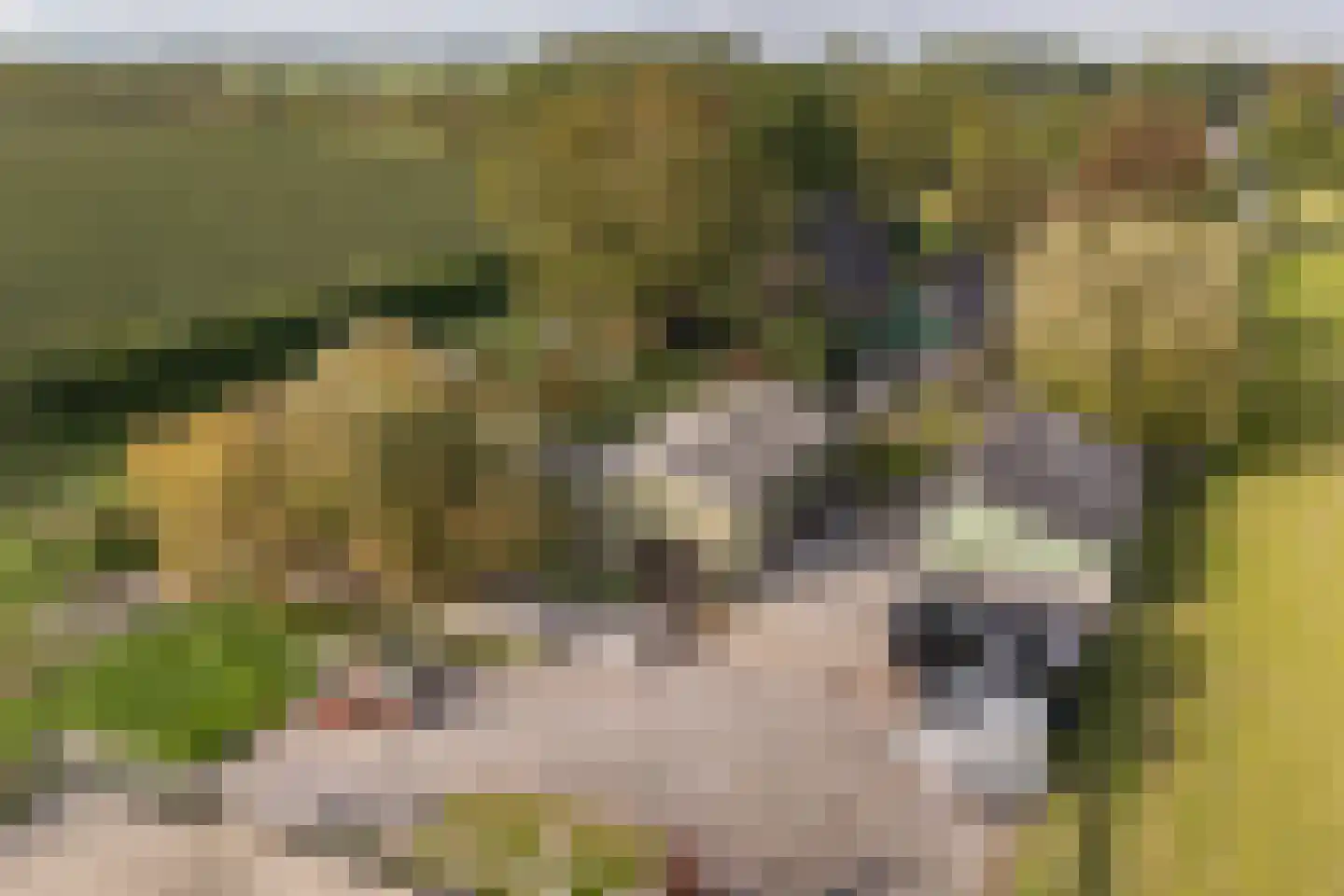 Elba 1 Hem thumbnail 5