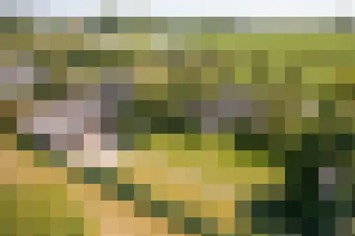 Elbaweg 8 Hem thumbnail 47