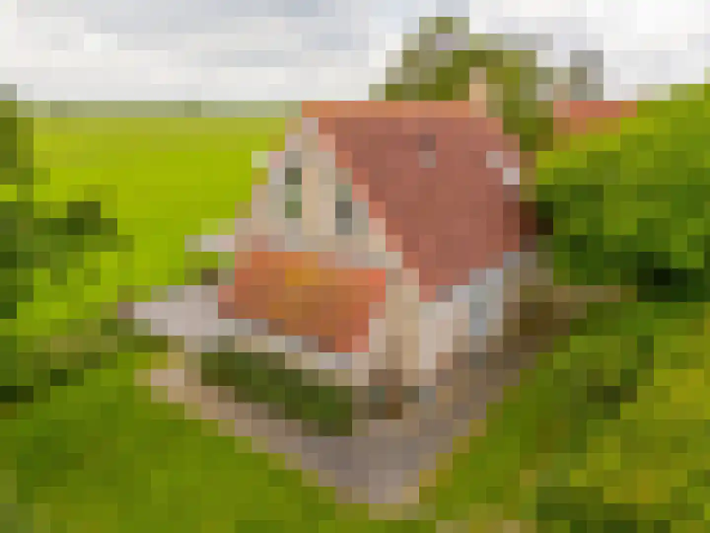 Elderskar 15 Elahuizen thumbnail 39