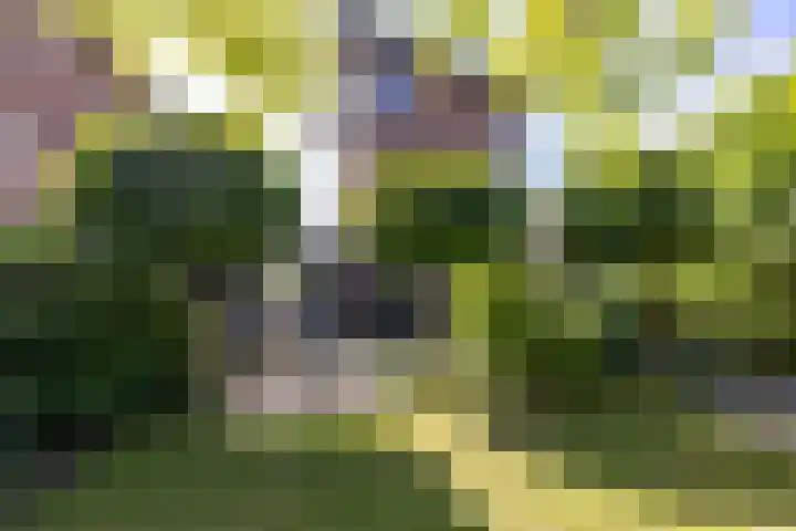 Eldersveld 34 Roden thumbnail 4