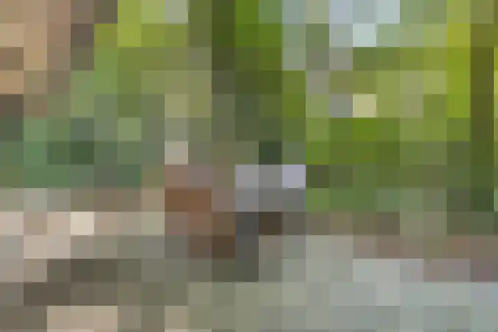 Elfde Wijk 40 a R41 Rheezerveen thumbnail 30