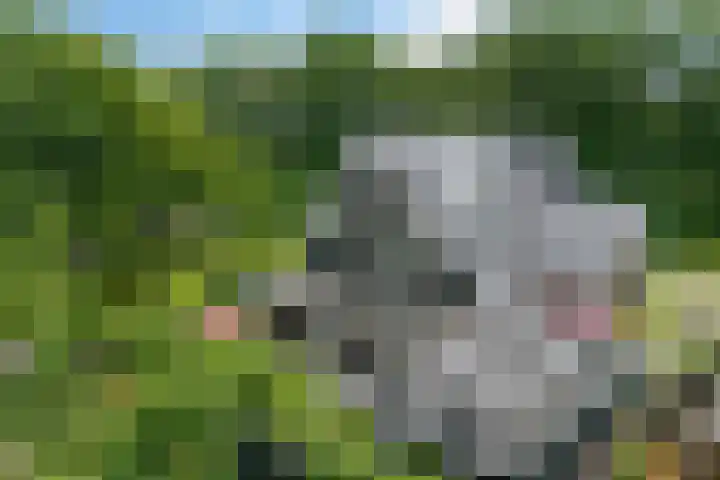 Elfenbank 19 Assen thumbnail 4