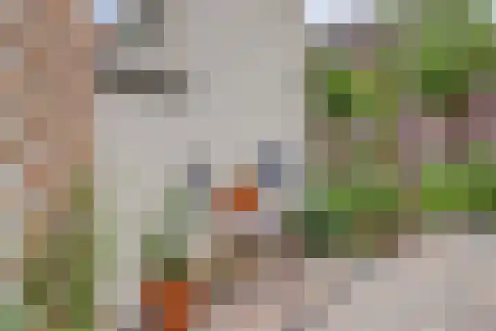 Elfhuizen 4 Geertruidenberg thumbnail 57