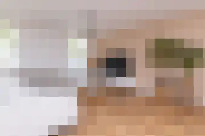 Elft 2 Hippolytushoef thumbnail 8