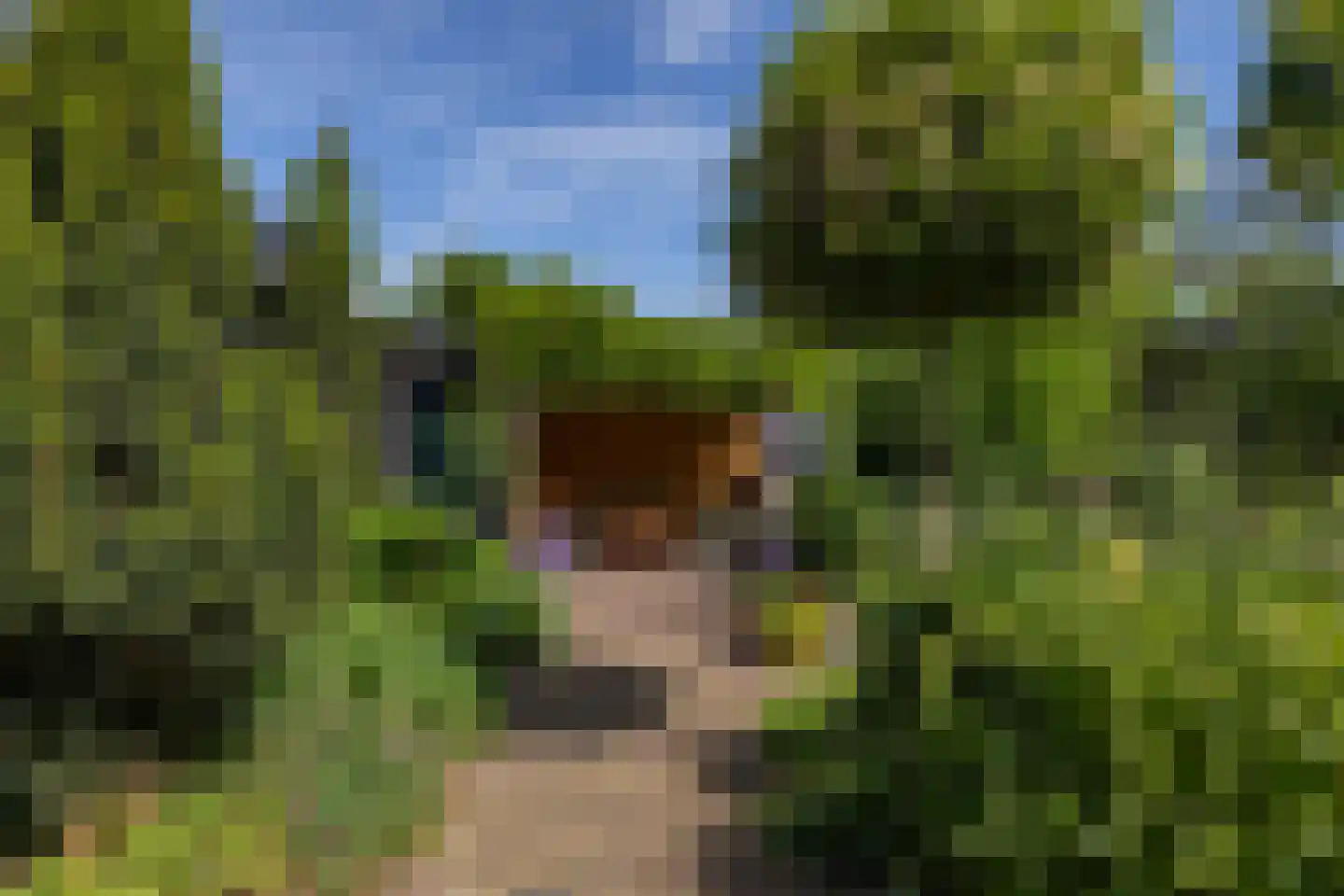 Elft 6 Hippolytushoef thumbnail 31