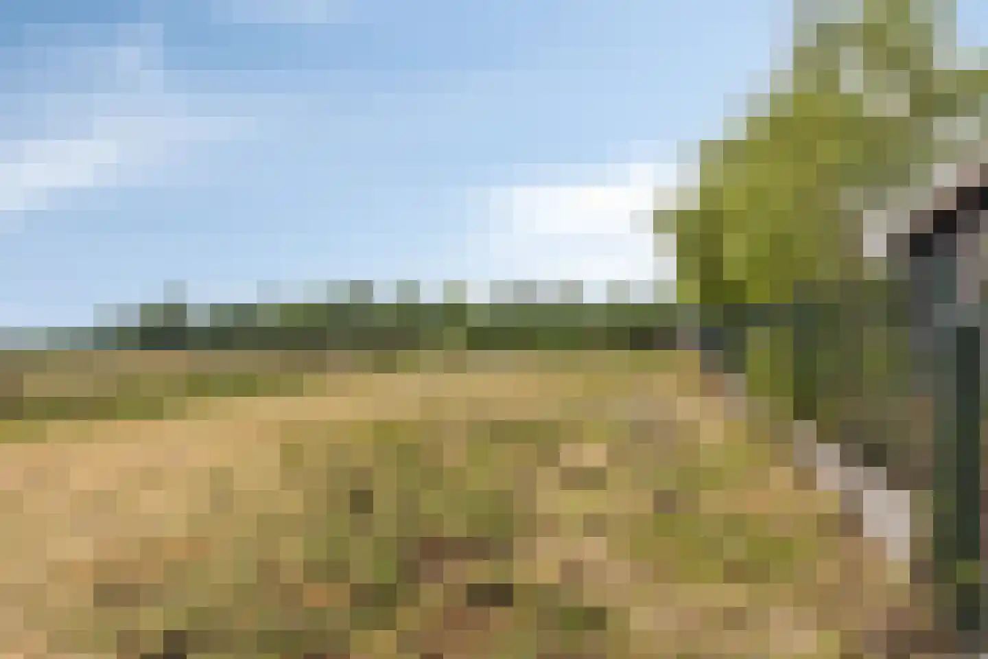 Elft 73 Hippolytushoef thumbnail 72