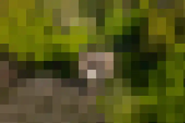 Elfuursweg 5 Gorssel thumbnail 73