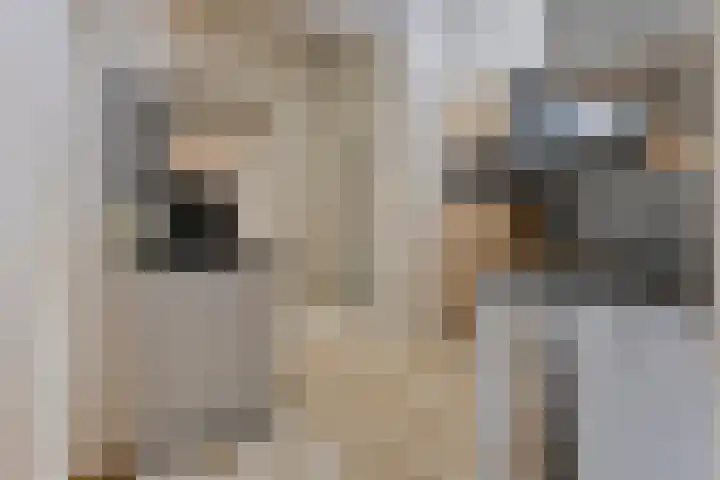 Elisabeth van den Boschlaan 20 Helmond thumbnail 23