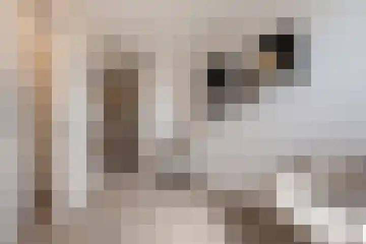 Elisabeth van Loonstraat 53 Mijnsheerenland thumbnail 17