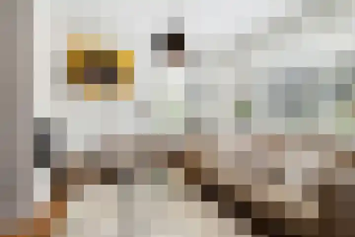 Elisabethlaan 10 Rotterdam thumbnail 8