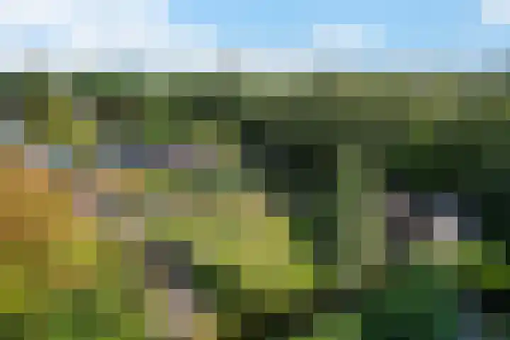 Elisabethlaan 5 Oranjewoud thumbnail 68