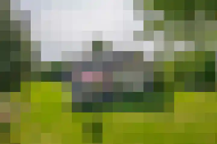 Elisabethpark 4 Hoeven thumbnail 42