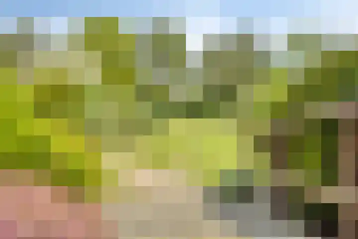 Elkerzeeseweg 3 Scharendijke thumbnail 6