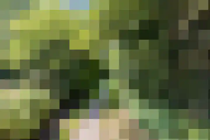Ellekampzoom 59 Koog aan de Zaan thumbnail 24