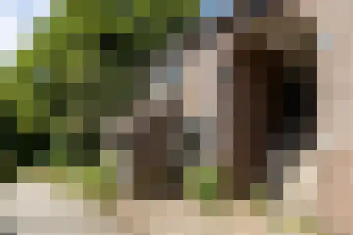 Ellekampzoom 59 Koog aan de Zaan thumbnail 6