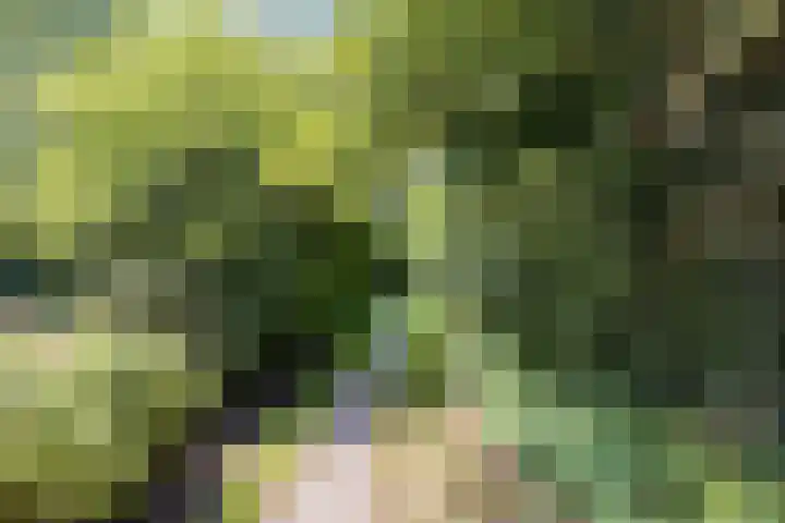 Ellekampzoom 81 Koog aan de Zaan thumbnail 40