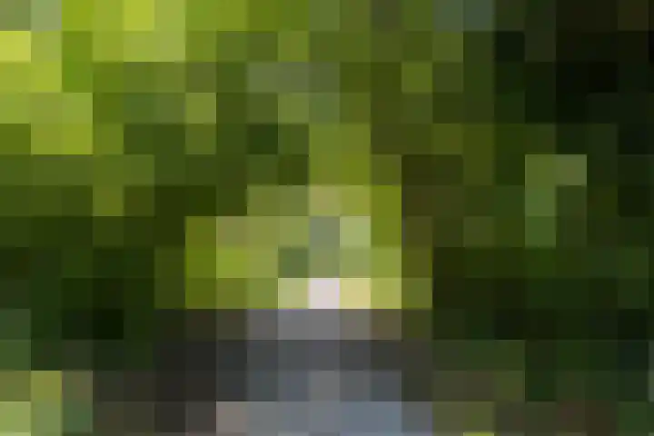 Ellekampzoom 81 Koog aan de Zaan thumbnail 42