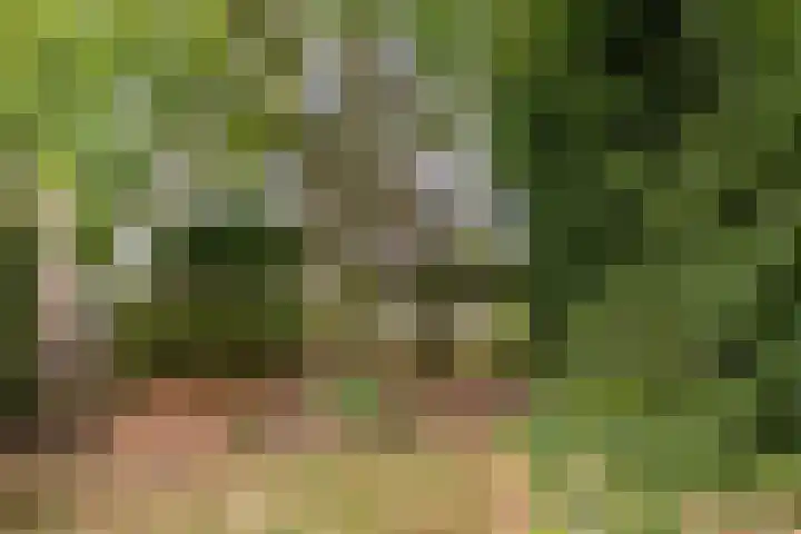 Ellestraat 1 Heikant thumbnail 5