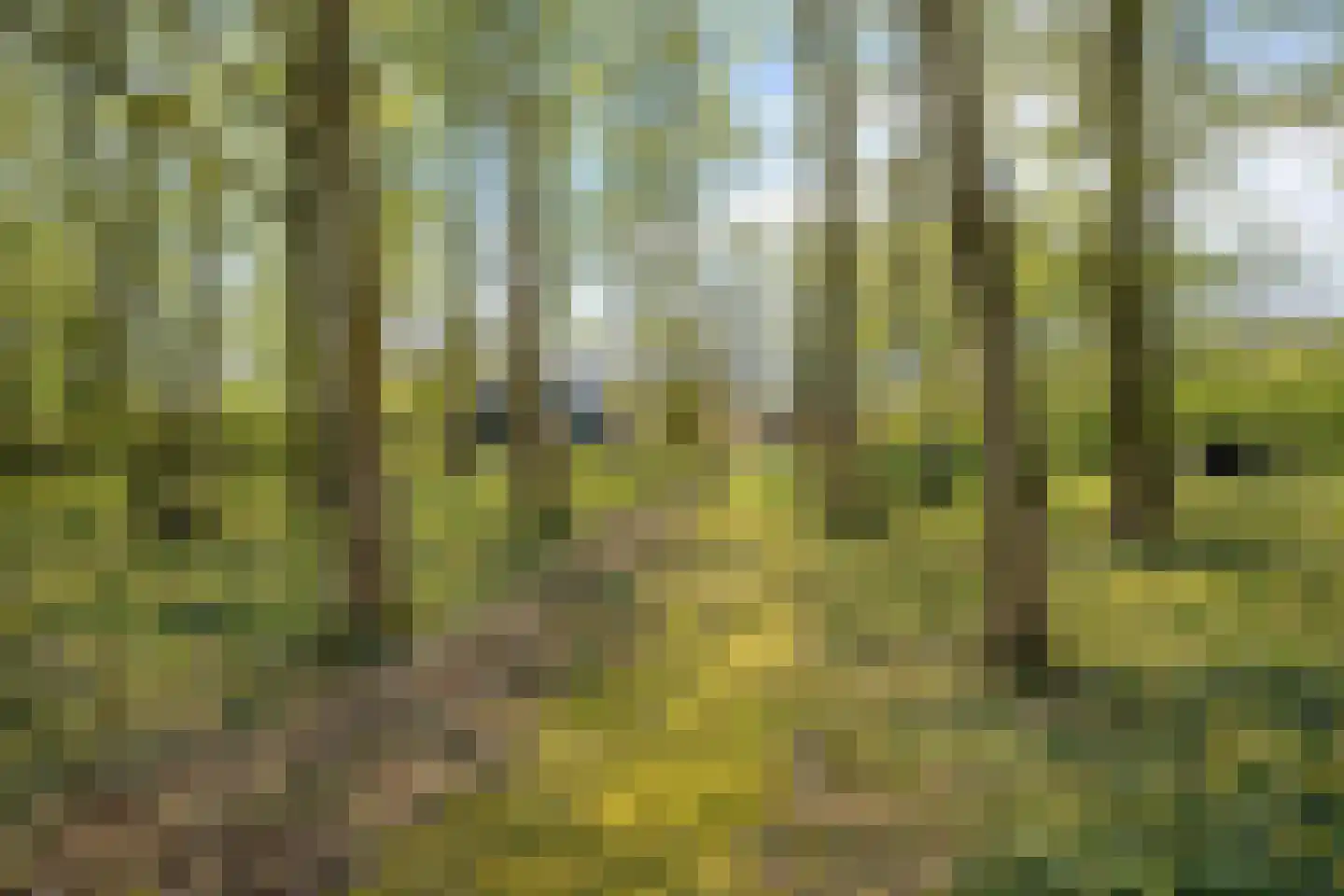 Ellestraat 41 Heikant thumbnail 60
